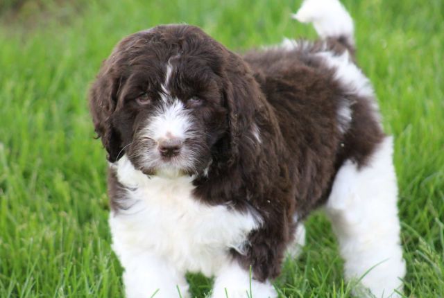 Chocolate and White Newypoo Puppy